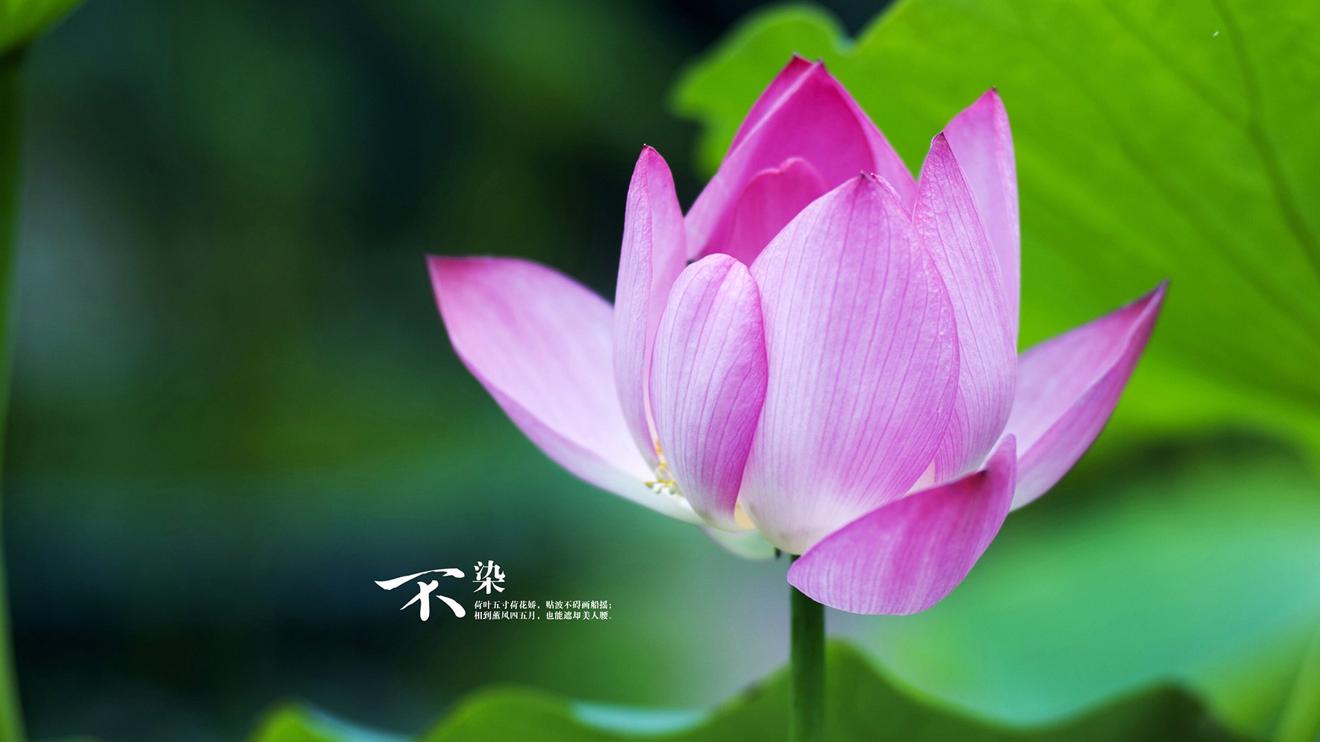 《王者荣耀世界冠军赛,LPL战队连续第二年夺冠》,王者荣耀世冠总决赛冠军