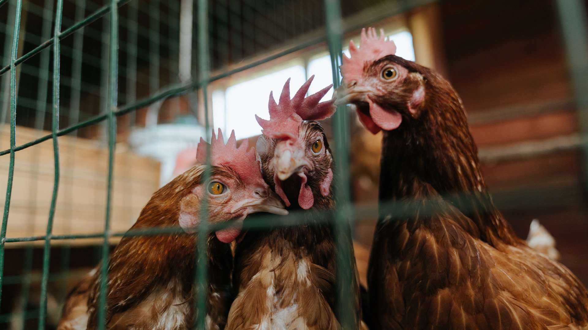 开云下载网址-【冠军故事】夺冠球队背后的荣耀与努力，夺得总冠军的球队