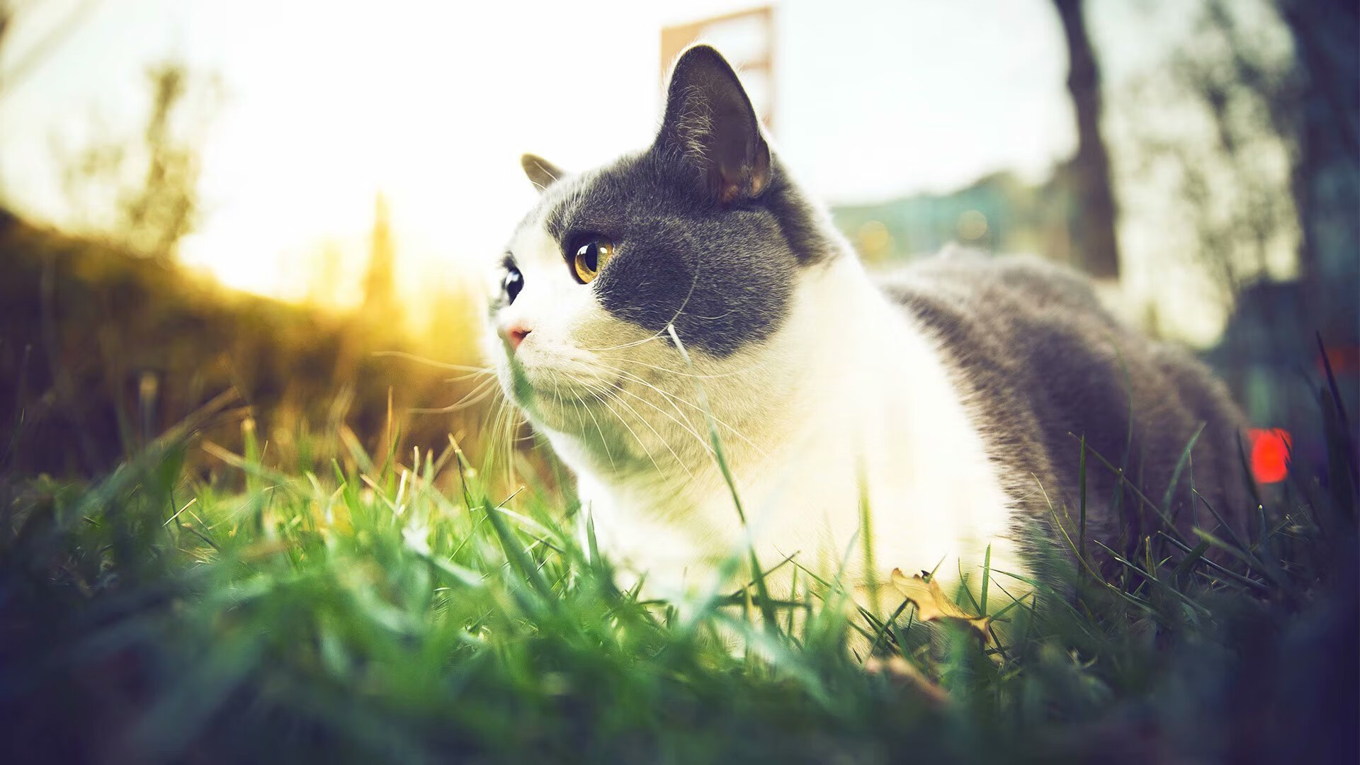 今年联盟中场得分最高的球员是谁？，联盟场均得分排名