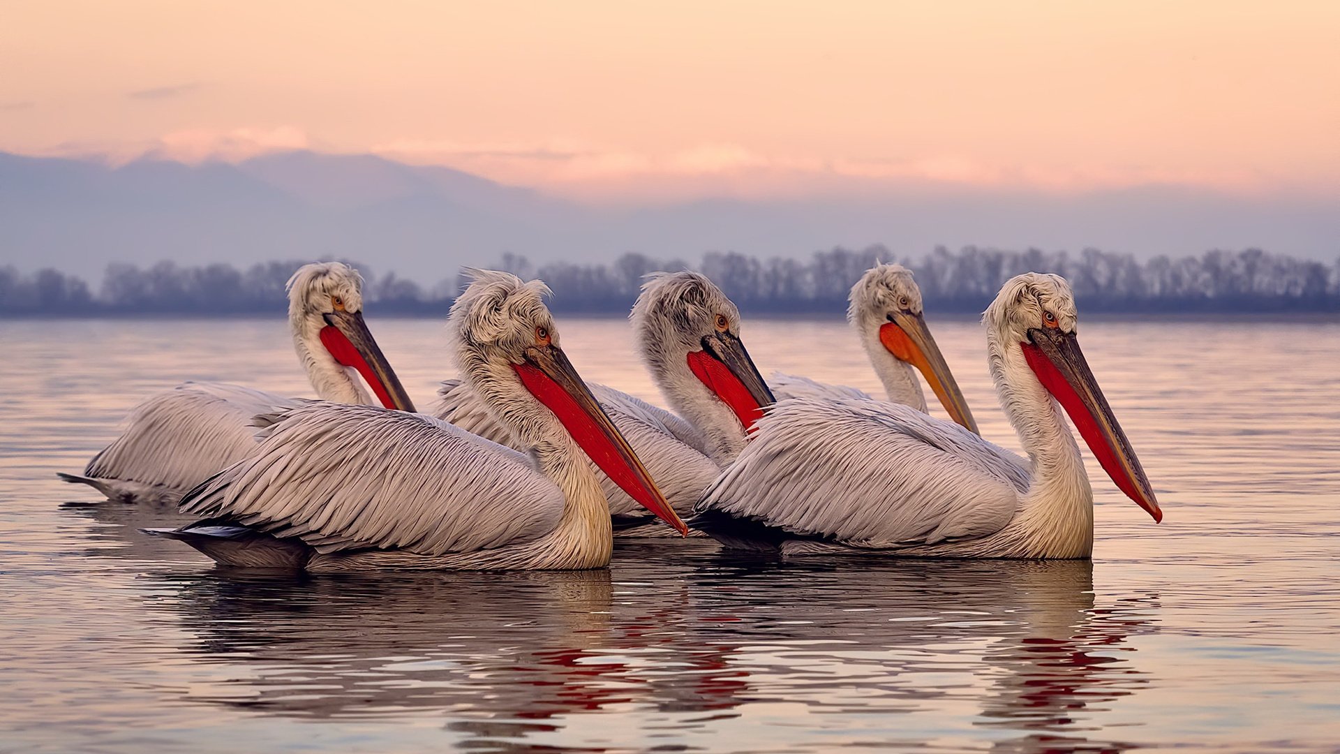 快船球迷组织创建官方播客频道，讨论球队走向，快船主场球迷