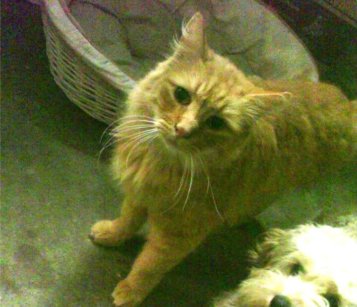 意大利马术队在2024年欧洲三项赛锦标赛中获得团体银牌，展现强大实力。