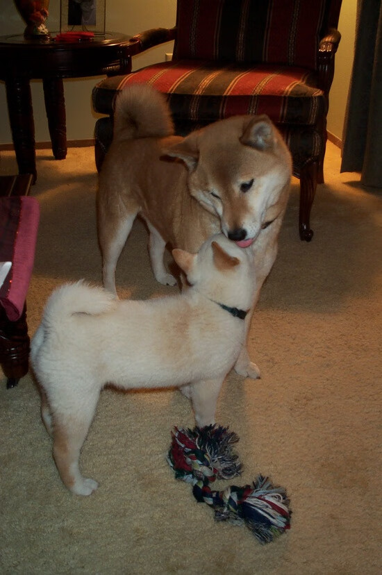 意大利女子排球队在小组赛中表现出色，意大利女子排球队在小组赛中表现出色吗