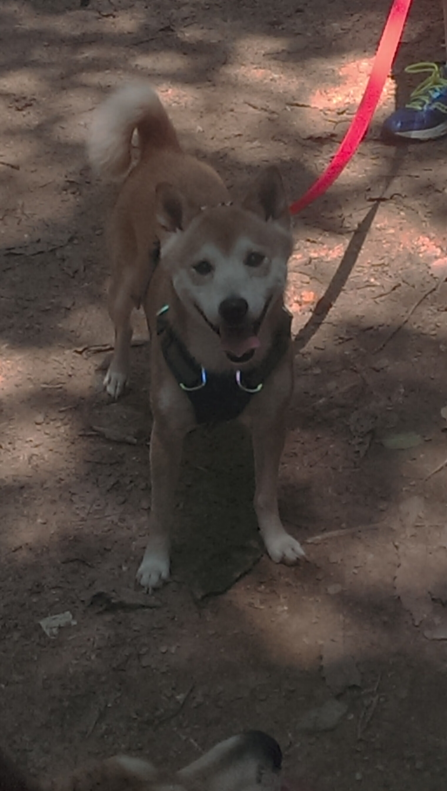 意甲:拉齐奥4-0震撼击败乌迪内斯,队内表现出色,拉齐奥1_3乌迪内斯