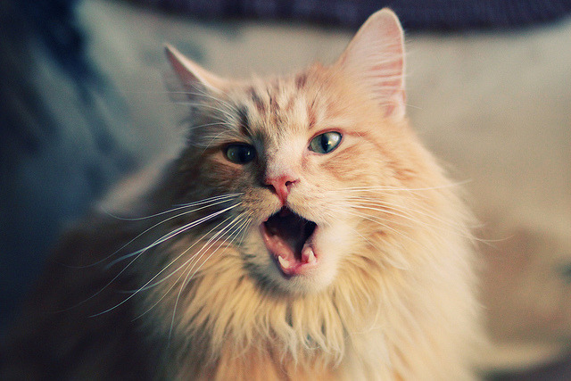 普利西奇完成转会，加盟英超老牌冠军球队，普利西奇欧冠