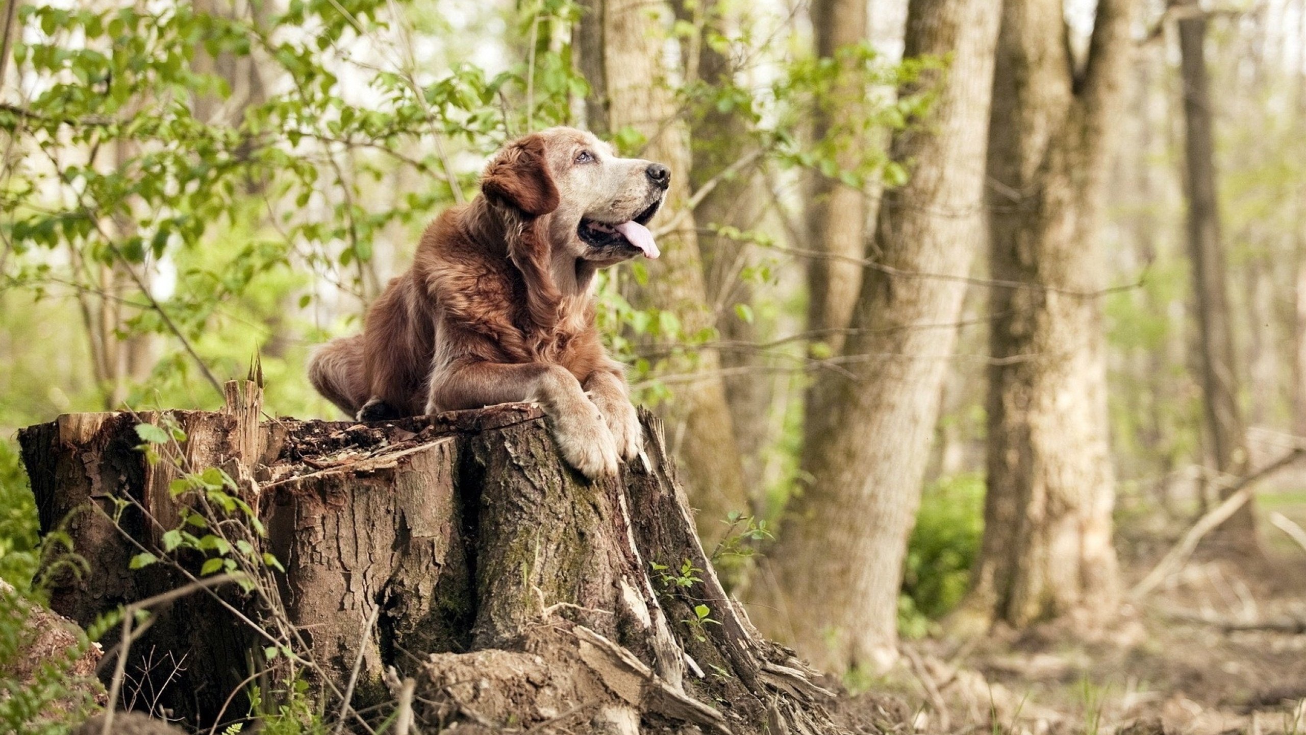 开云网页版-日本马术协会设立青少年马术奖学金，支持优秀学员发展。，日本马术障碍赛
