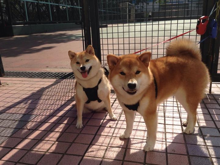 开云体育APP-皇马快反战术高效，屡屡制造威胁，皇马反击从现在开始