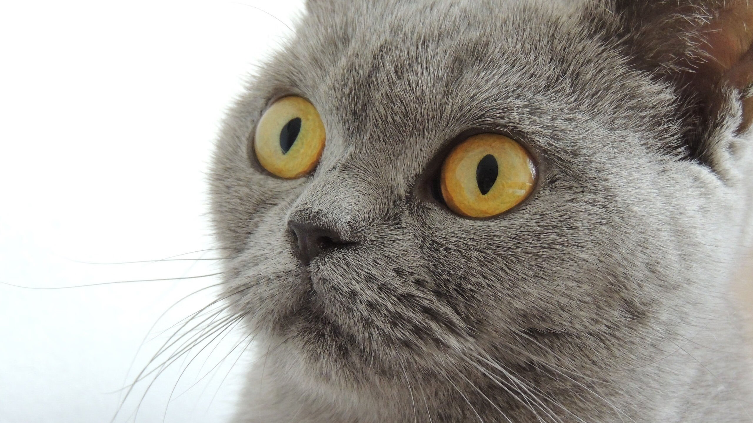 绝杀战士:每一夜终场进球都令人心跳加速,绝杀的战绩