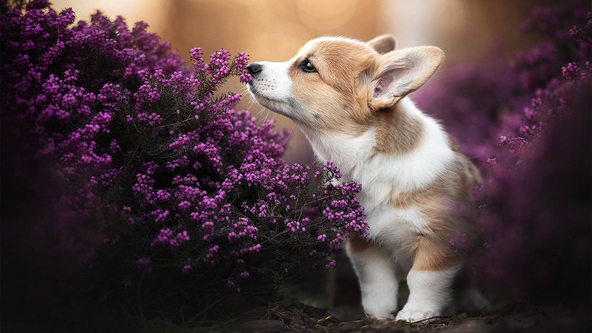英超黄袍加身,精彩瞬间和战术创新令人期待,英超累计黄牌停赛规则
