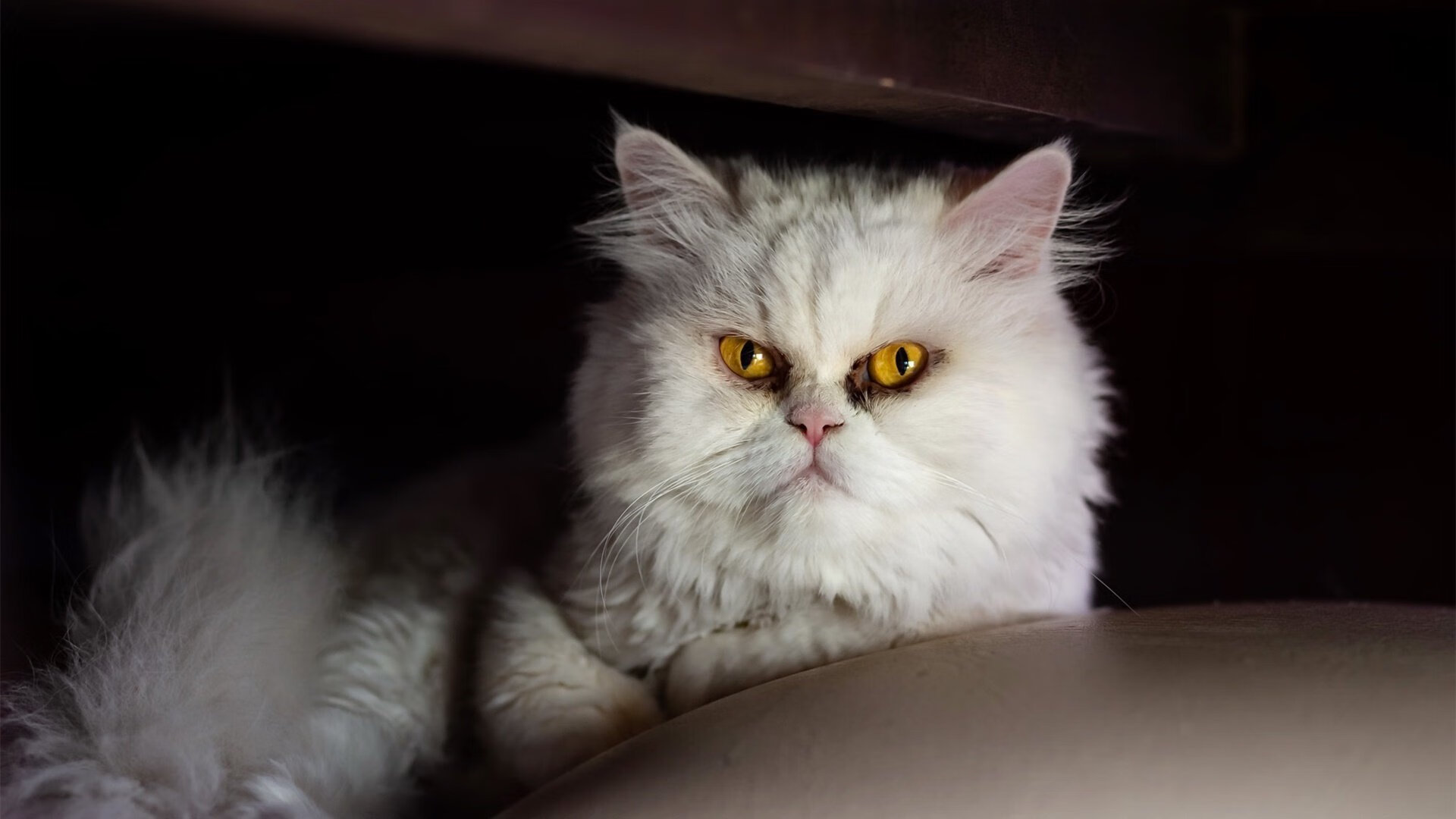 LPL联盟公布选手职业发展支持政策，lpl职业选手规定