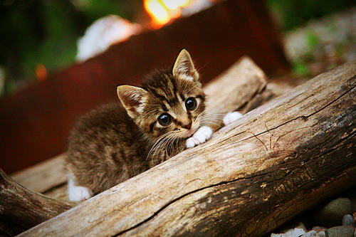 东契奇打满全场独行侠险胜雷霆，东契奇和独行侠签了几年合同