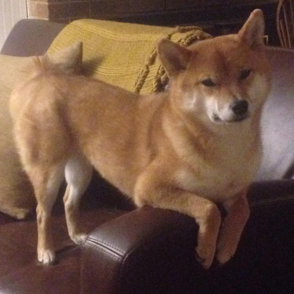 北美赛区加快青训体系建设,北美赛区是哪个国家