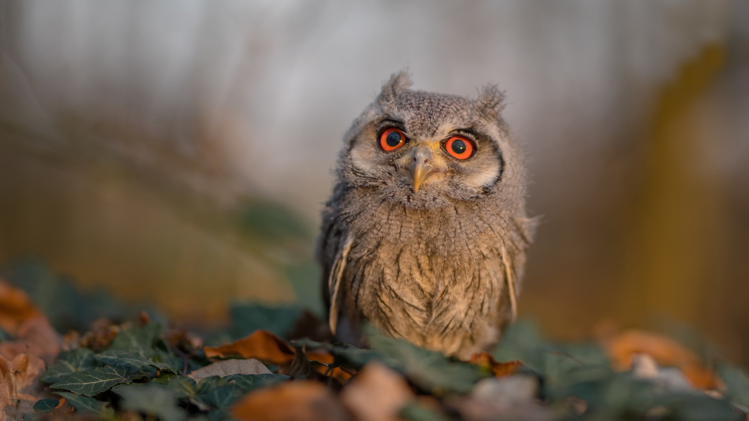 南安普顿主场力克埃弗顿，豪取三分，南安普顿主客场球衣
