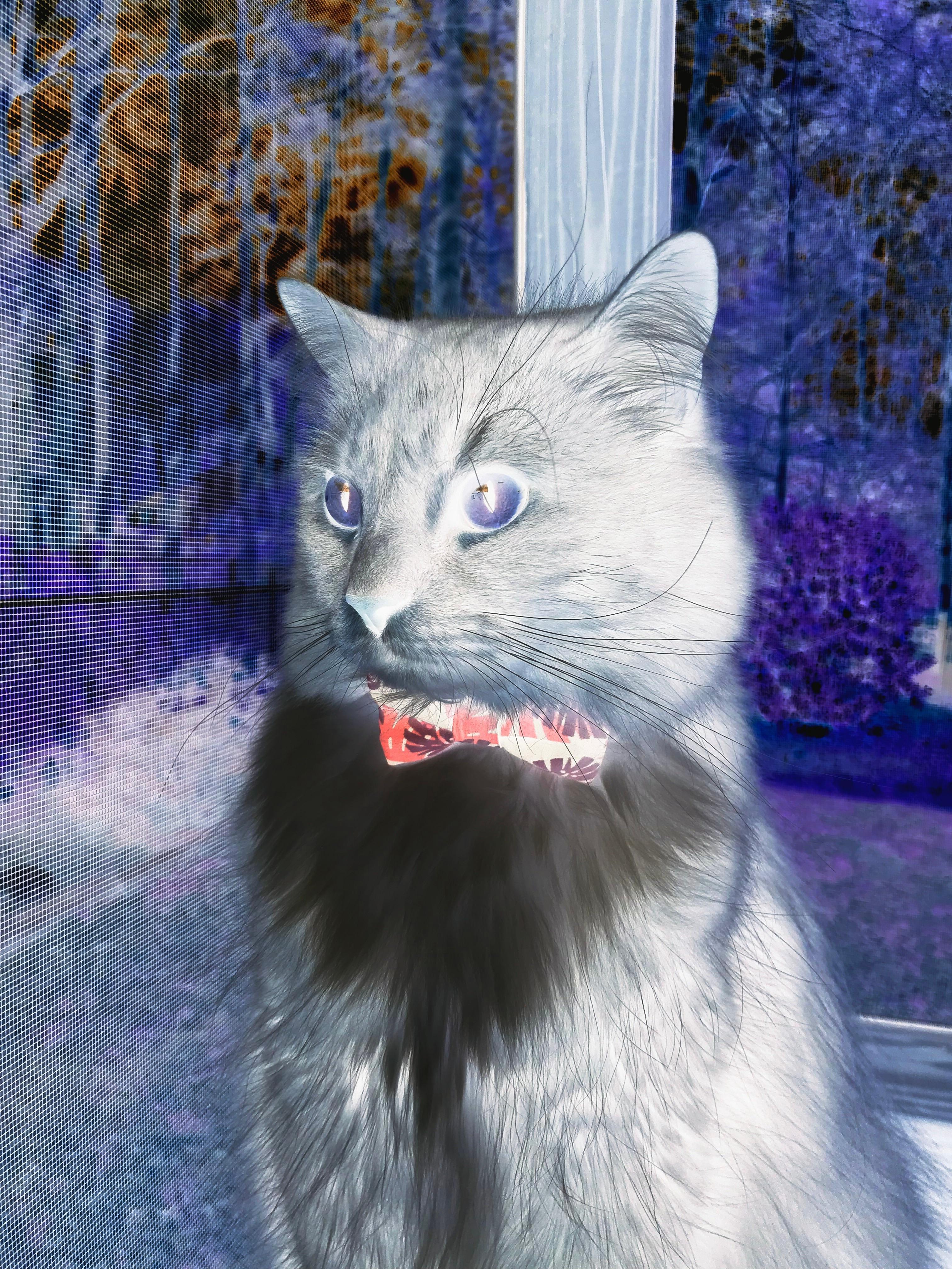 开云注册网址-外援表现抢眼，球队士气大振备战新挑战，外援球队球员