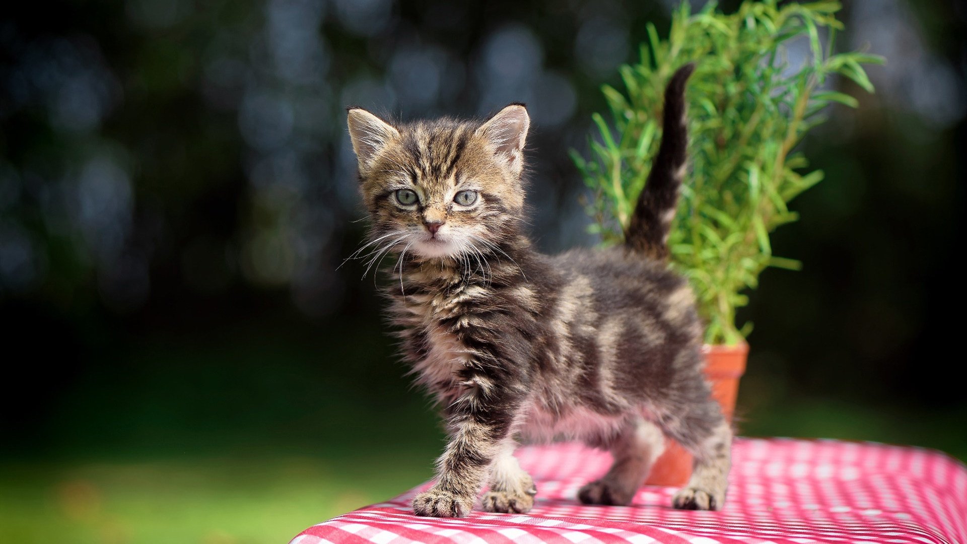 太阳翻盘勇士，季后赛首轮中杜兰特砍下47分，杜兰特伤退勇士遭太阳16分逆转