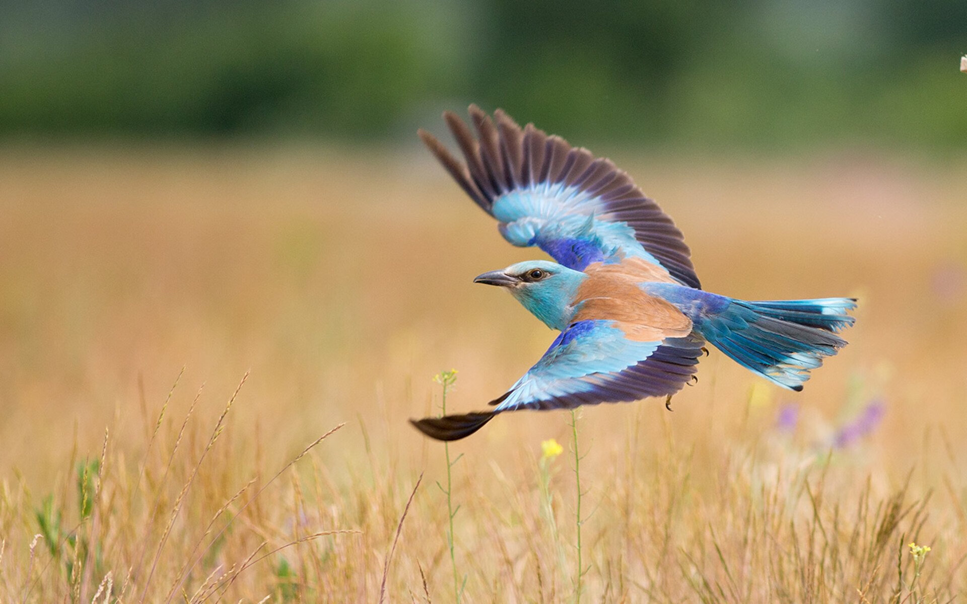 女足比赛赛季揭幕,选手豪情万丈,女足比赛赛季揭幕,选手豪情万丈视频