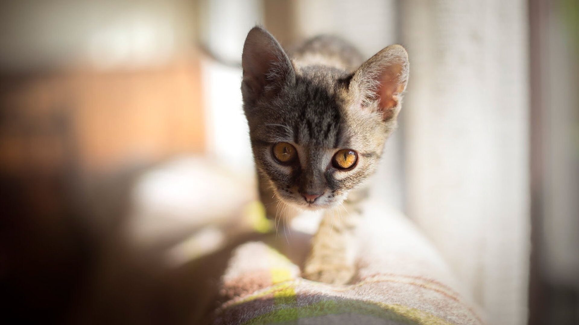 尤文图斯球员拉斐尔表现出色斩获进球,尤文图斯对费拉拉比分预测