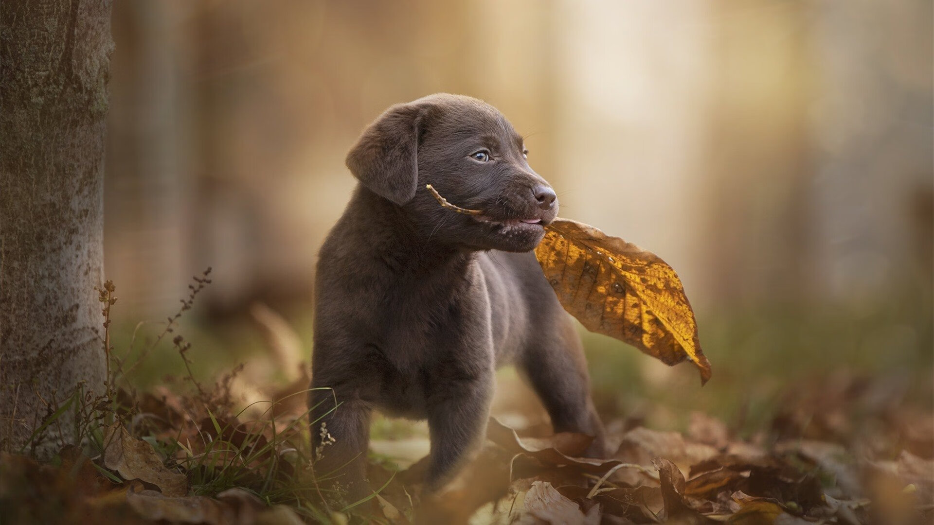 捷克逆袭击败克罗地亚，晋级欧锦赛强阵营，捷克欧洲冠军