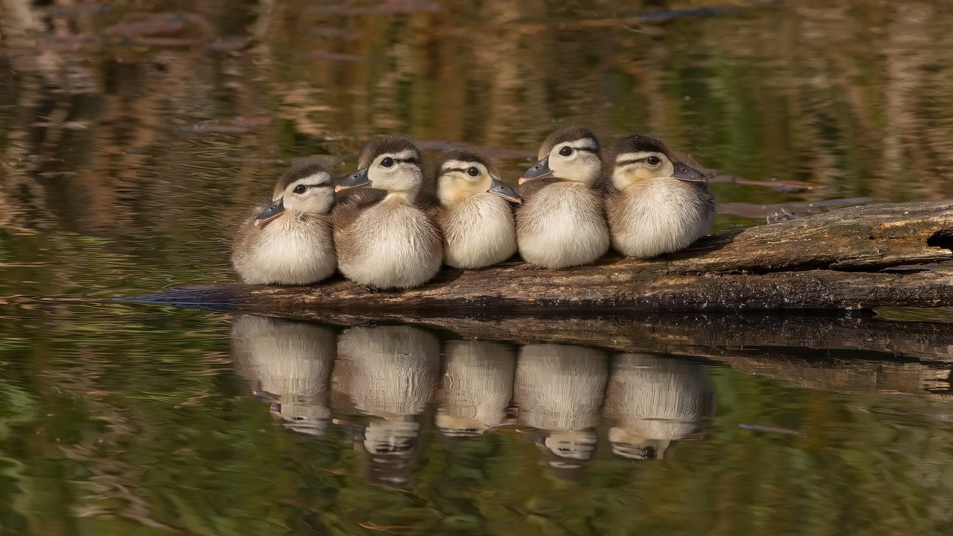德甲数据分析驱动下的前场压迫效率评估模型，前场压迫防守训练
