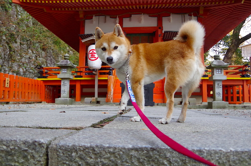 CBA转会期焦点球员尘埃落定 联赛格局变化显现，cba球员转会情况