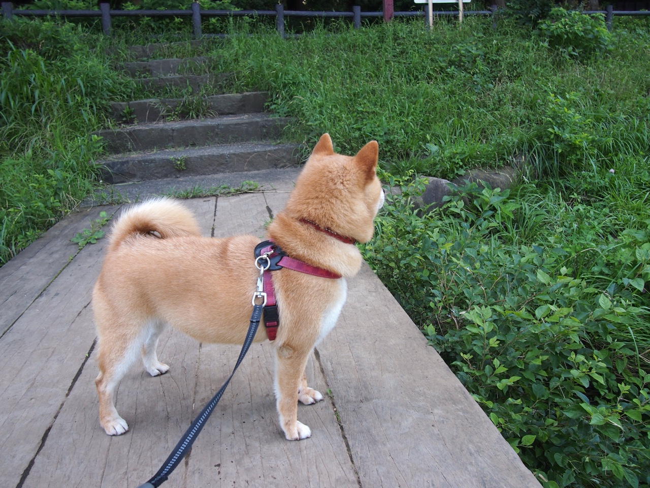 中国男篮注重阵容磨合打造高效配合,中国男篮的